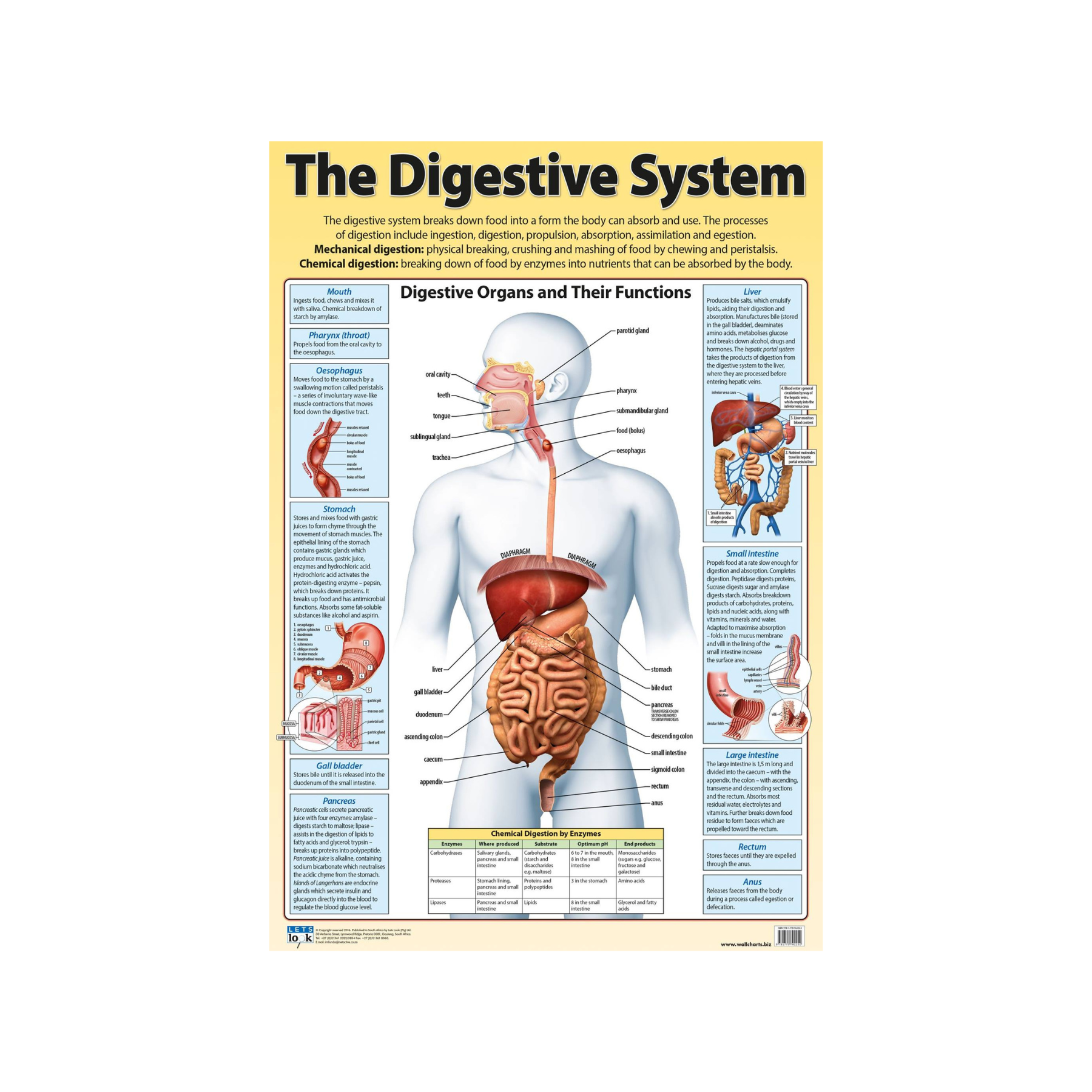 Digestive System Poster - Play School Room CC