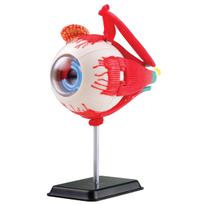 Eyeball Anatomy Model - 31 pcs