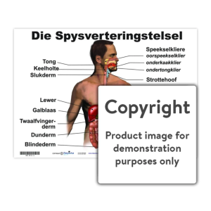 Die Spysverteringstelsel Chart